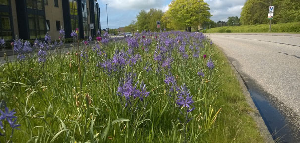 Camassia i Næstved